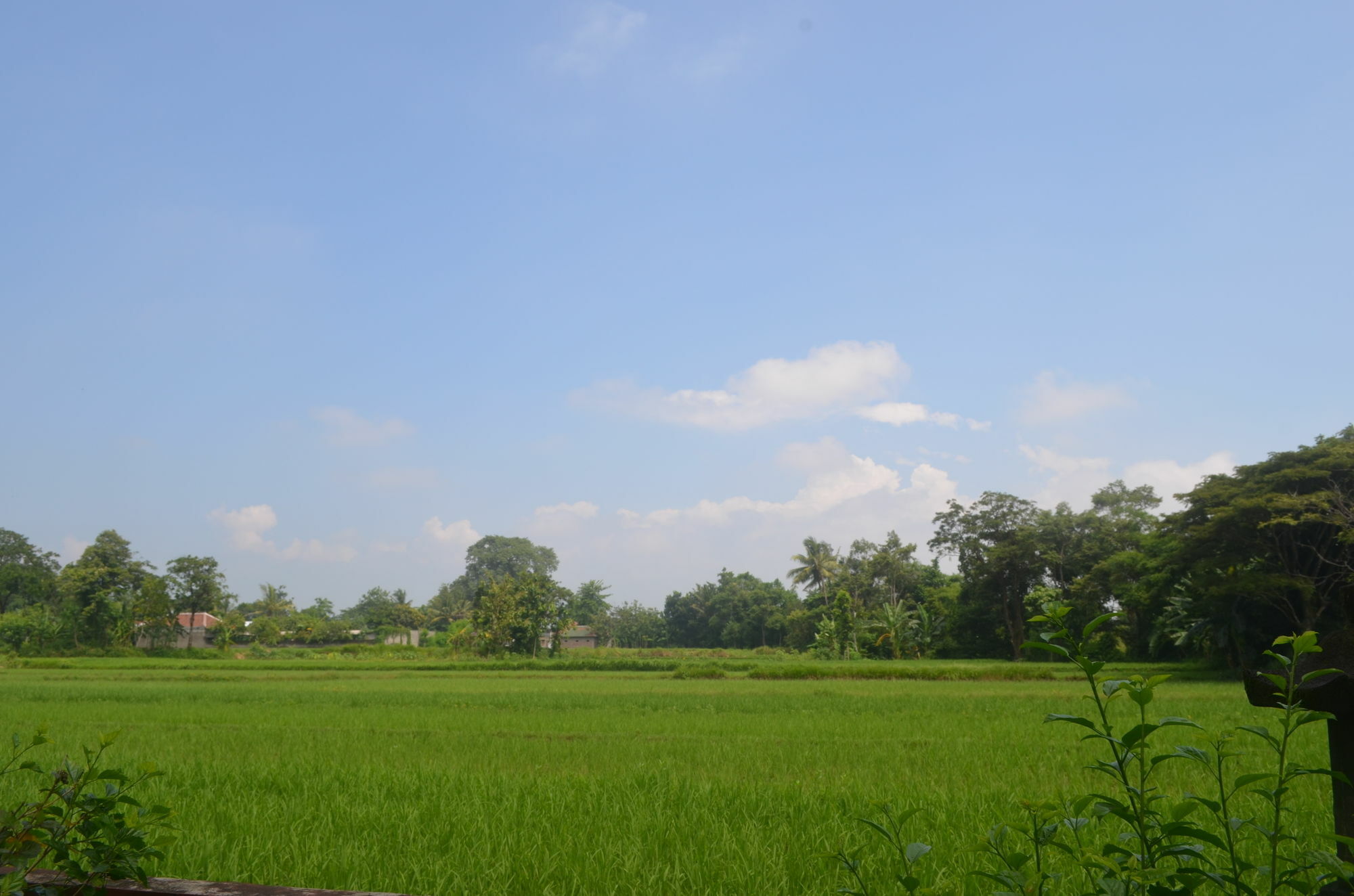 Poeri Devata Resort Hotel Prambanan Extérieur photo